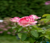 2020 09 01 LyndaleParkRoseGarden 027